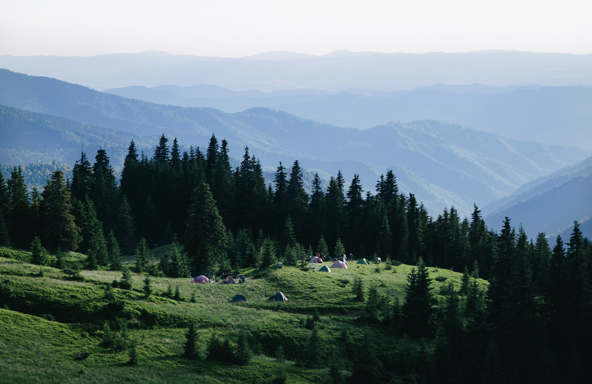 Carpathian meadow above the treeline