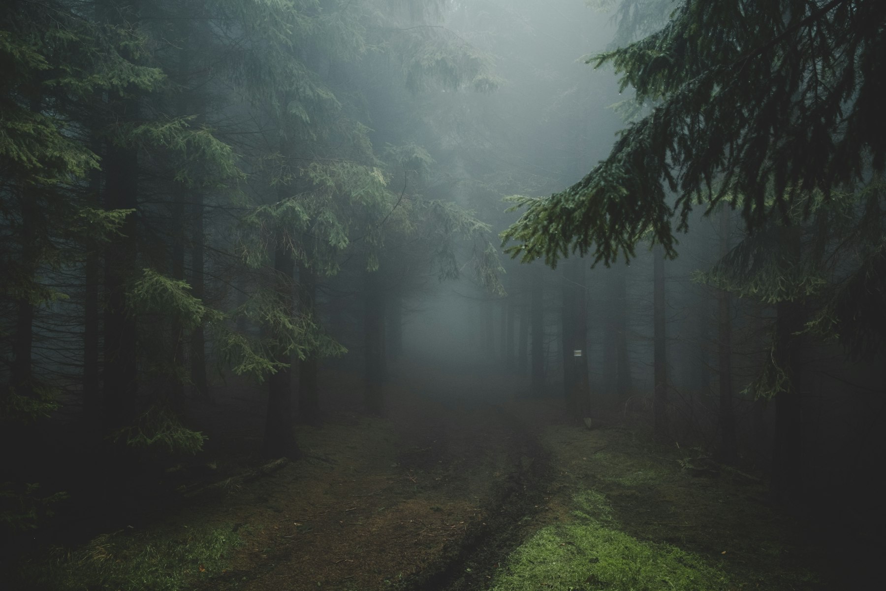 Forest track in fog before dawn